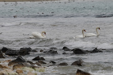 swans birds and seagulls in Black sea at Varna - BG © Miralem