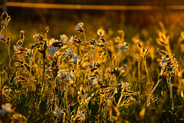 Lepnica biała, bniec łąkowy, (Silene latifolia), kwitnąca lepnica w promieniach zachodzącego słońca, flowers white campion bloom on a meadow, illuminated by the warm, golden light of a setting sun  © kateej