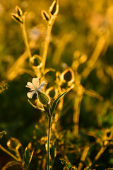 Lepnica biała, bniec łąkowy, (Silene latifolia), kwitnąca lepnica w promieniach zachodzącego słońca, flowers white campion bloom on a meadow, illuminated by the warm, golden light of a setting sun  © kateej