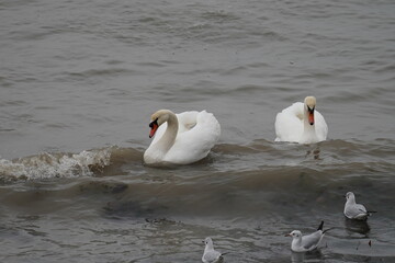 swans birds and seagulls in Black sea at Varna - BG © Miralem