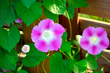 Wilec purpurowy (Ipomoea purpurea), różowy kwiat wilca, jednorocznej rośliny pnącej, common morning-glory, tall morning-glory, purple morning glory, Ipomoea purpurea pink flower © kateej