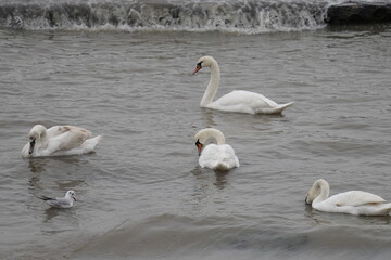 swans birds and seagulls in Black sea at Varna - BG © Miralem