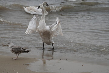 swans birds and seagulls in Black sea at Varna - BG © Miralem