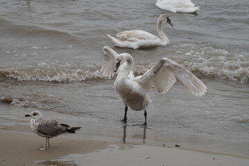 swans birds and seagulls in Black sea at Varna - BG © Miralem