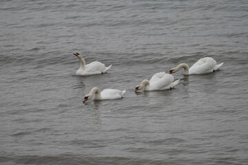 swans birds and seagulls in Black sea at Varna - BG © Miralem