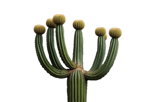 Unusual multiarmed columnar cactus