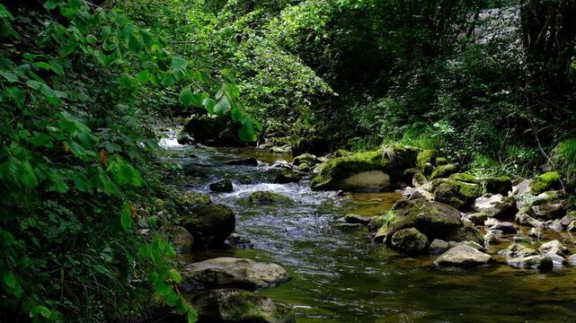 A serene video shot capturing a gentle, clear stream flowing over mossy stones through a lush, green forest. Sunlight filters through the dense foliage, highlighting the tranquil woodland landscape an