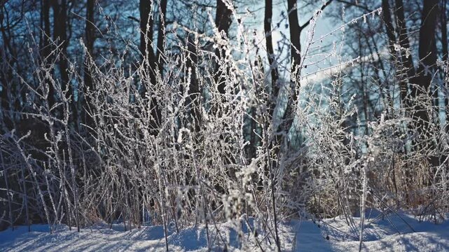 Sunlit hoarfrost on frozen forest plants in winter landscape.