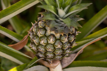 Fototapeta premium Close-up Macro View of a Small Growing Dwarf Pineapple Fruit