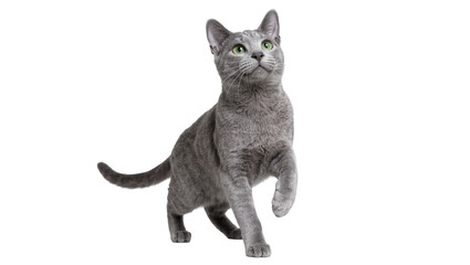 Graceful Russian Blue cat with emerald green eyes, isolated on transparent background © bigpng