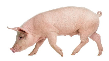 Pink piglet walking with snout down, isolated on transparent background © bigpng