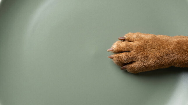 Dog paw on ceramic surface with brown fur and visible claw, creating quiet minimalist pet study with copy space