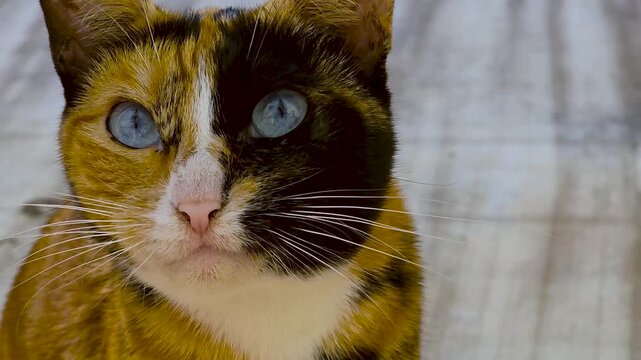 Close up view of a beautiful chimera cat with unique split face coloration and blue eyes looking around in slow motion, domestic pet portrait.