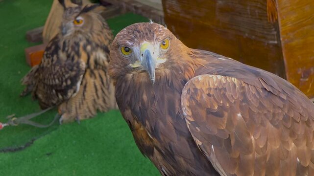 Golden eagle (Aquila chrysaetos) close-up portrait with Eurasian eagle-owl in the soft bokeh background at a falconry exhibition