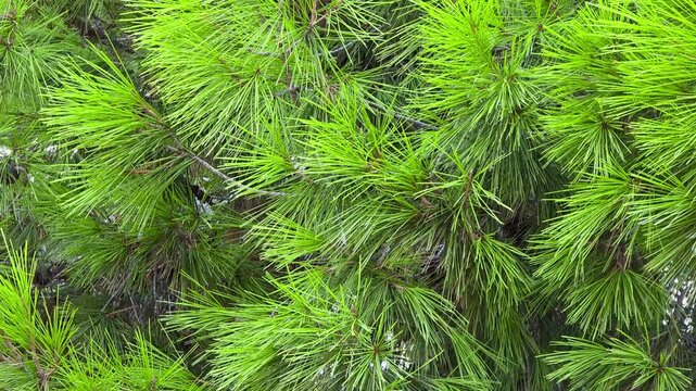 Macro close up view of fresh green needles on Aleppo pine tree branches (Pinus halepensis) swaying gently in slow motion, natural green foliage background.