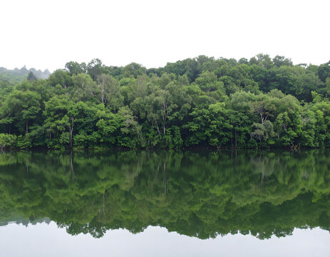 Forest reflection landscape featuring a dense line of lush green trees mirroring perfectly on a calm lake surface during a cloudy day&nbsp;