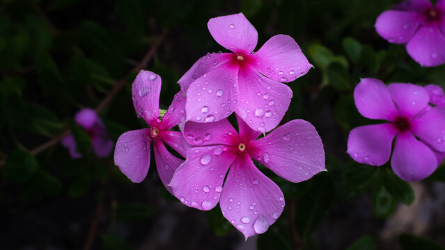 Vibrant Pink Flowers Covered with Fresh Raindrops