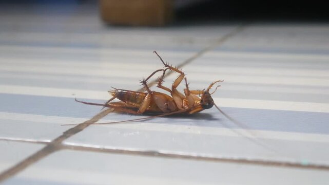 a cockroach lying upside down on a ceramic floor
