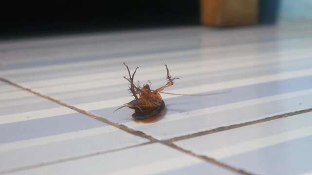 a cockroach lying upside down on a ceramic floor