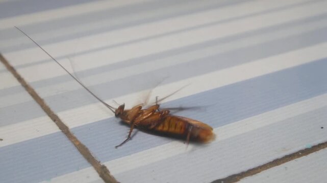 a cockroach lying upside down on a ceramic floor