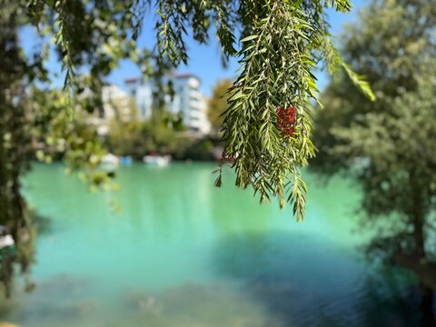 Callistemon viminalis weeping bottlebrush red flower blooming on hanging branches over a turquoise river. Natural outdoor botany photography concept, beautiful water landscape background.