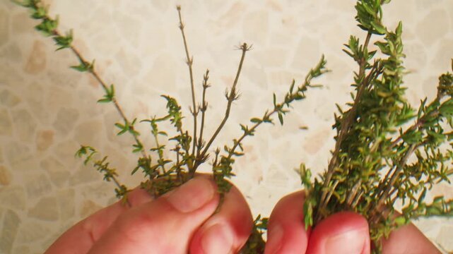 Green thyme bunch tied together, aromatic spices of dried thyme for use in cooking and folk medicine, herbal tea, kitchen. 