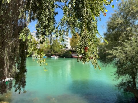 Callistemon viminalis weeping bottlebrush red flower blooming on hanging branches over a turquoise river. Natural outdoor botany photography concept, beautiful water landscape background.