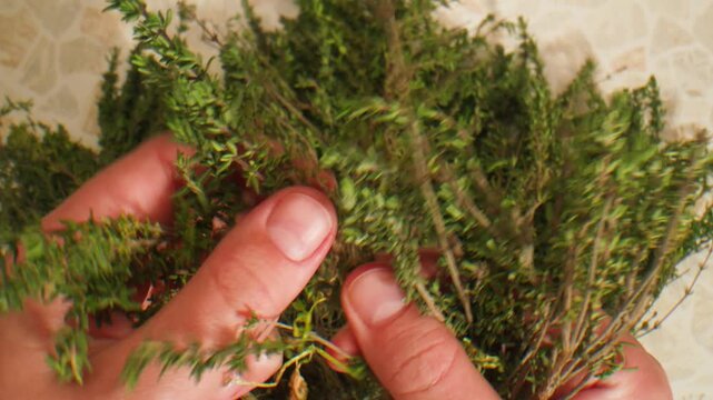Green thyme bunch tied together, aromatic spices of dried thyme for use in cooking and folk medicine, herbal tea, kitchen. 