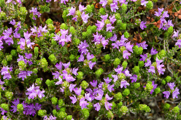 Obraz premium Detailed macro view of blooming wild thyme flowers (Thymbra capitata)