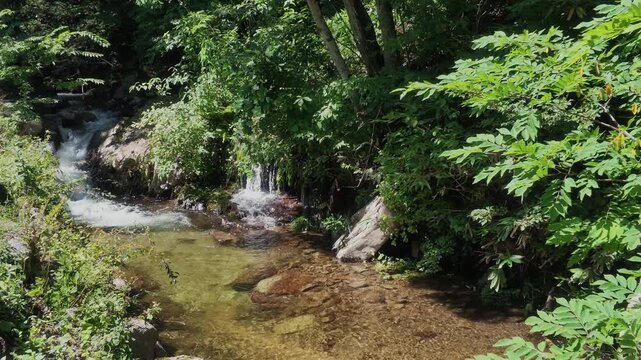 A clear mountain stream flows past mossy rocks with a small waterfall in a lush green forest.