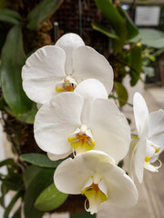 Orquídea Phalaenopsis Blanca © El Ojo del Chifli