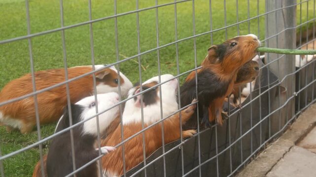 Several Guinea Pigs Were Fed Vegetables from the Wire Fence of Their Cage
