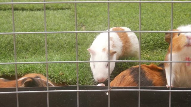 Several Guinea Pigs Were Fed Vegetables from the Wire Fence of Their Cage