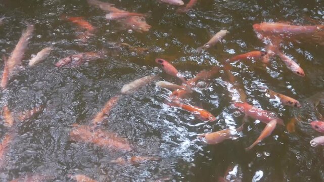 The surface of the goldfish and tilapia ponds is orange