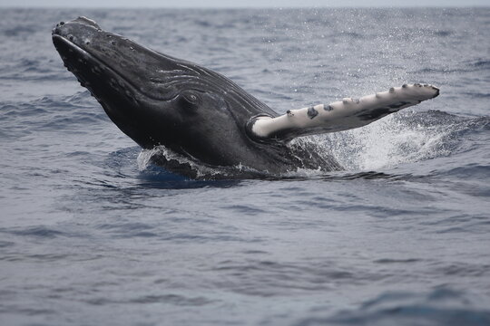Humpback whale in the Caribbean
