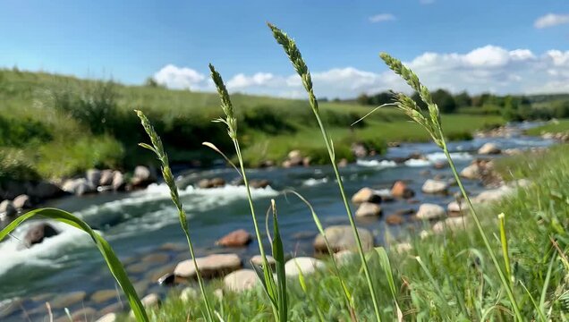 Soothing high-resolution 4K ultra-high-definition nature scene featuring long delicate stems swaying rhythmically in a refreshing spring breeze with endlessly flowing water visible in the background