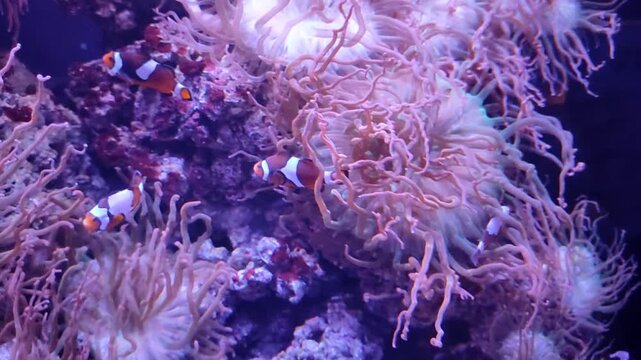 Colorful clownfish swimming among the long tentacles of a sea anemone underwater. A tropical marine life 
