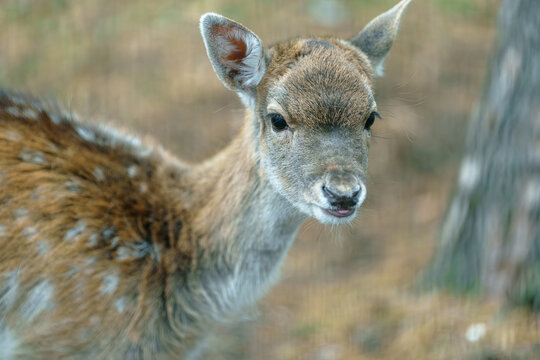 Close up portrait of a young spotted fawn. Wildlife photography, animal care and eco tourism concept