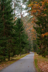 Autumn forest road with golden sunlight in the trees. A serene seasonal atmosphere ideal for travel, nature, and outdoor themes © Alena Malinouskaya