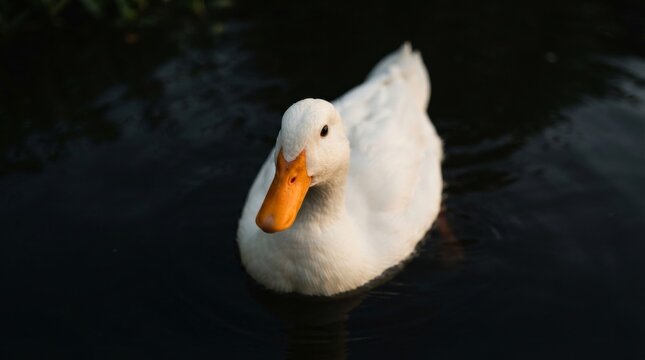An elegant white duck floats on the dark river water during a quiet summer day.