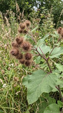 Burdock seed heads