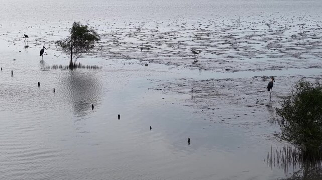 Grey water floods lowland trees and birds. Asian openbill birds stand calmly in murky,