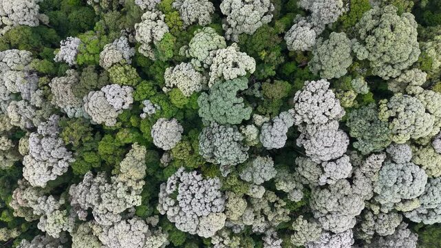 Aerial view captures dense clusters of hydrangea blooms