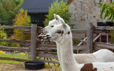 Two Lamas Eating Straw in Rustic Pen Near Rustic Barn © Delia's Studio