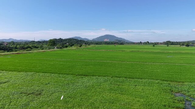 Vast, lush green farmland under a bright blue sky with scattered clouds, featuring mountain ranges in the background at Kubang Semang