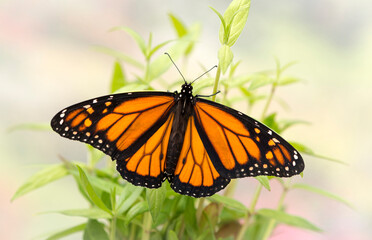 Macro of a monarch butterfly (danaus plexippus) with spread wings on milkweed (asclepias) seedlings. © Corry Anne