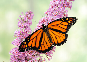 Obraz premium Close up of a male monarch butterfly (danaus plexippus) feeding on a pink butterfly bush (buddleia) flower - soft green background