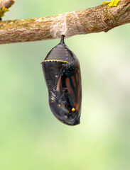 A darkened monarch butterfly (danaus plexippus) chrysalis that is ready to emerge - on a soft green background. © Corry Anne