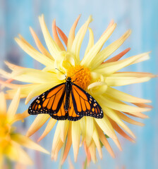 A monarch butterfly (danaus plexippus) on a star dahlia (pinnata) flower with wings spread open. On a blue background. © Corry Anne
