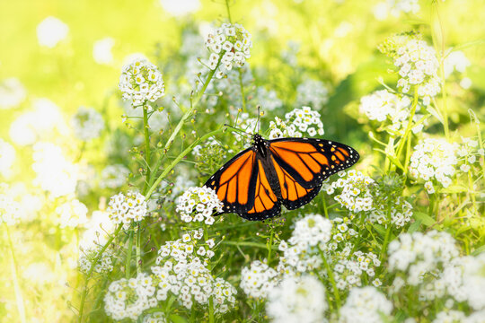 A monarch butterfly (danaus plexippus) feeding on white sweet alyssum flowers.